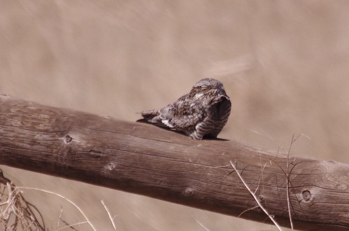 Common Nighthawk - ML623305873