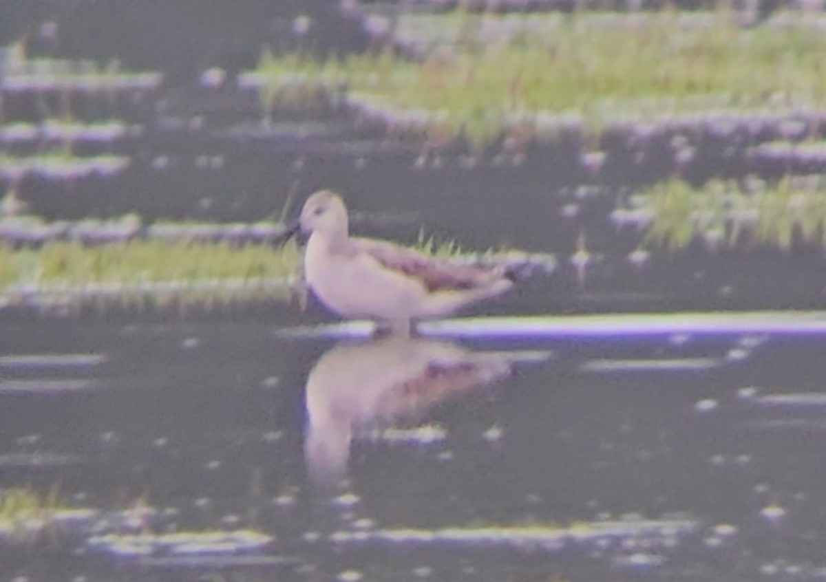 Wilson's Phalarope - ML623305879