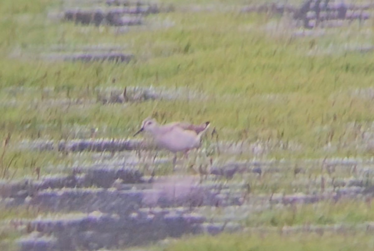 Wilson's Phalarope - ML623305880