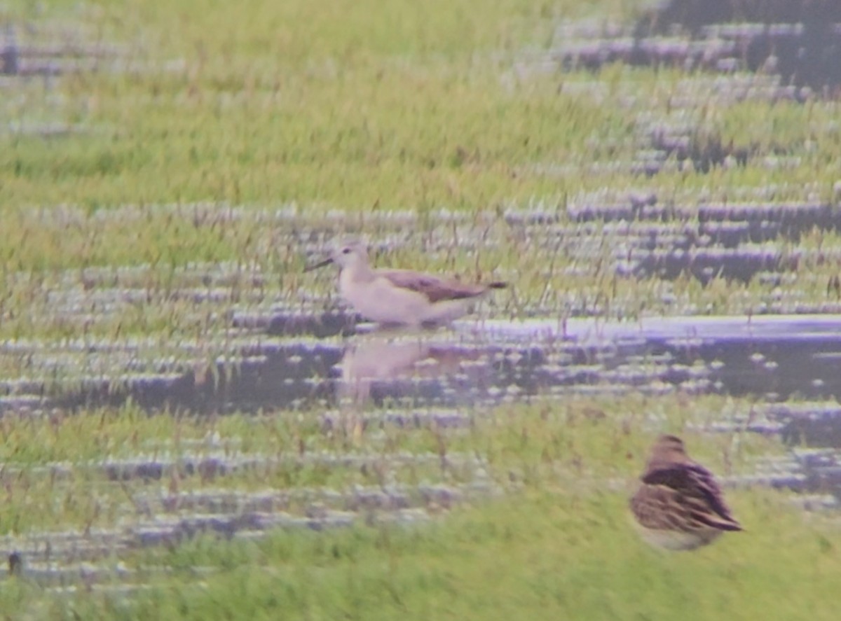 Wilson's Phalarope - ML623305881