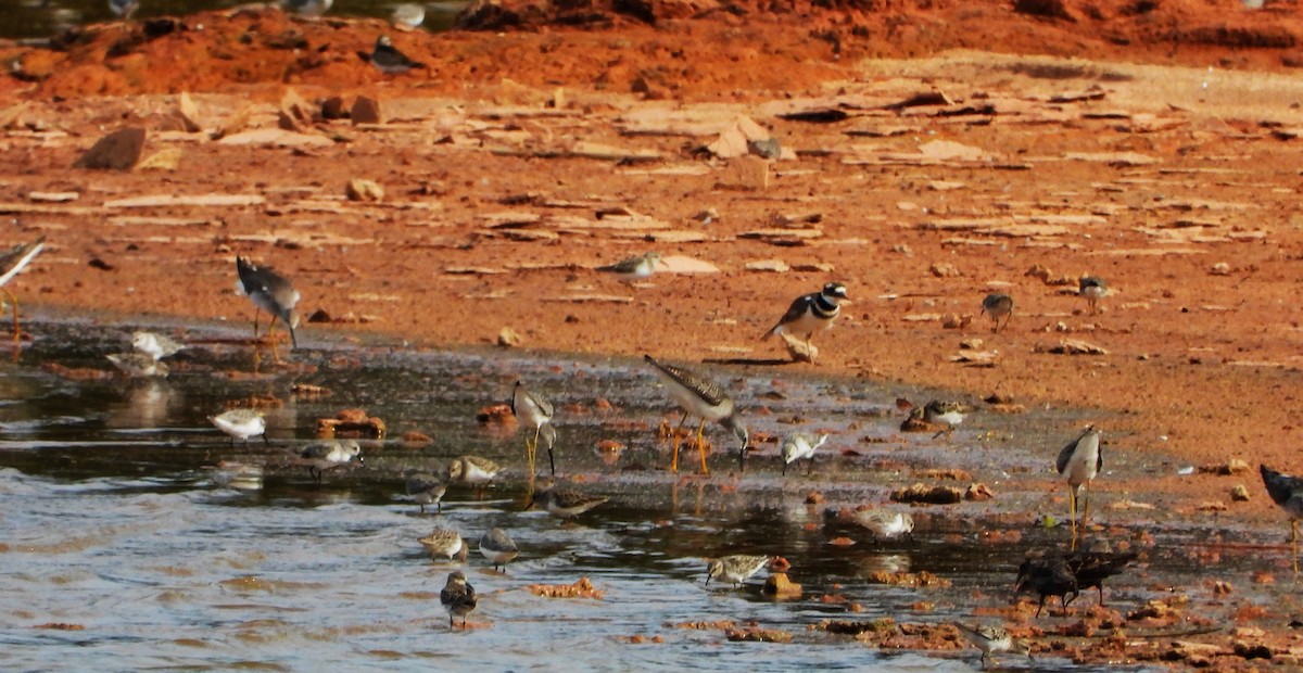 Semipalmated Sandpiper - ML623305980