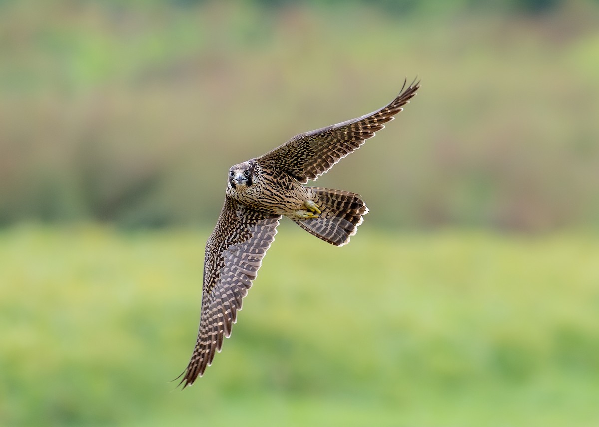 Peregrine Falcon - ML623305995