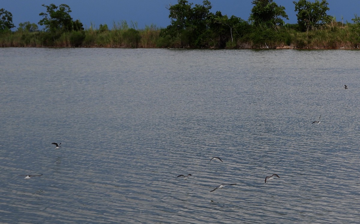 Wilson's Phalarope - ML623305997