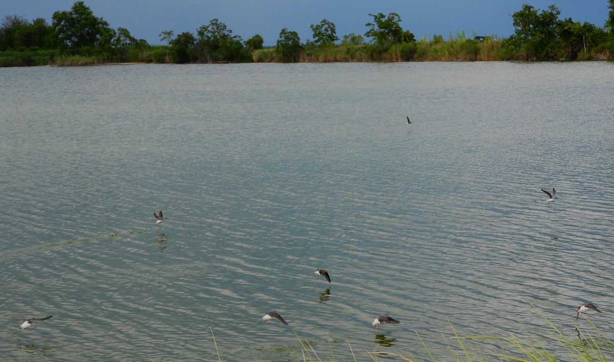 Wilson's Phalarope - ML623305998