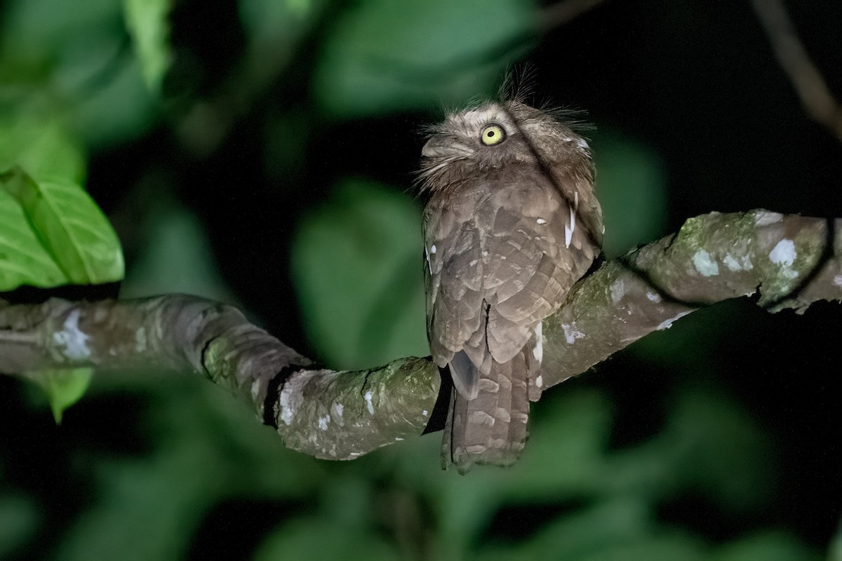 Bornean Frogmouth - ML623306005