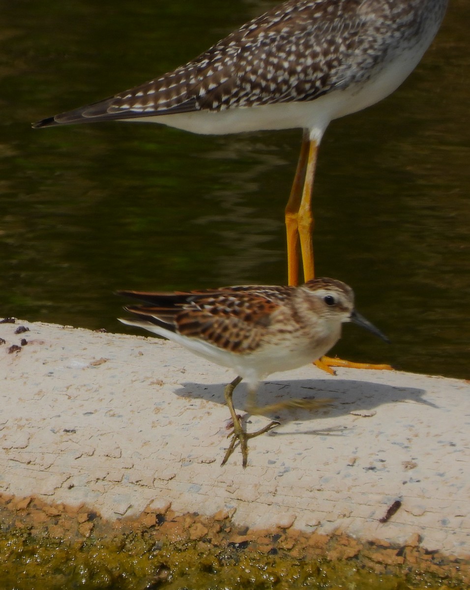 Least Sandpiper - Eric Haskell