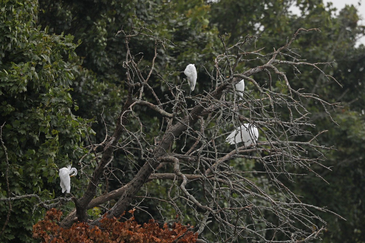 Great Egret - ML623306021