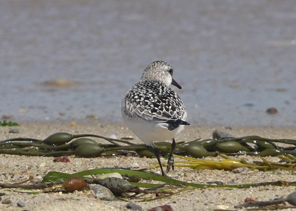 Sanderling - Karen Clifford