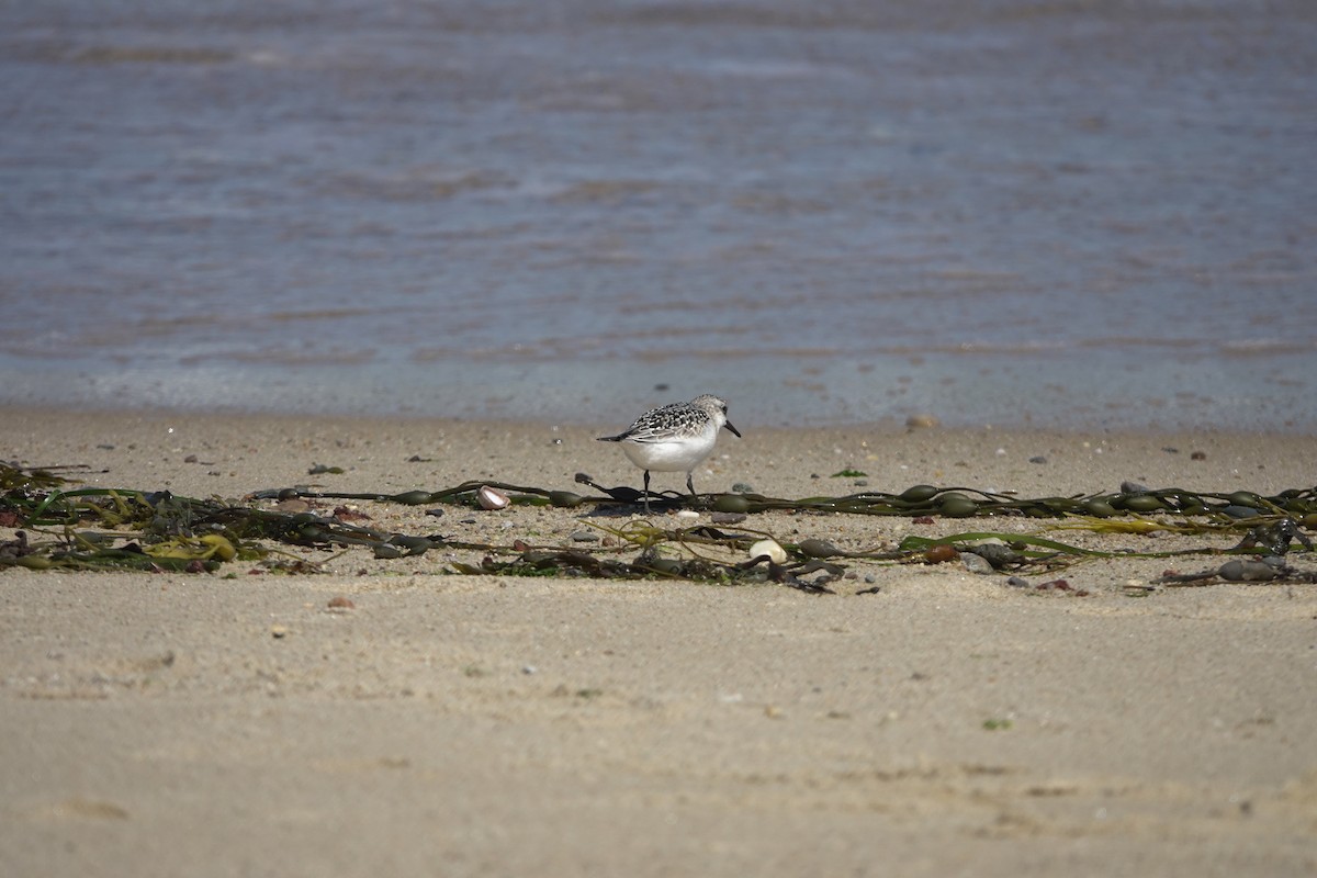 Sanderling - Karen Clifford