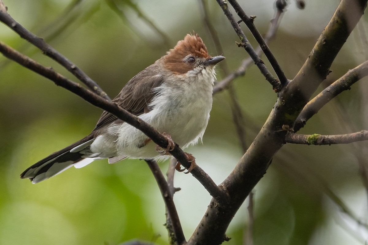 Chestnut-crested Yuhina - ML623306077