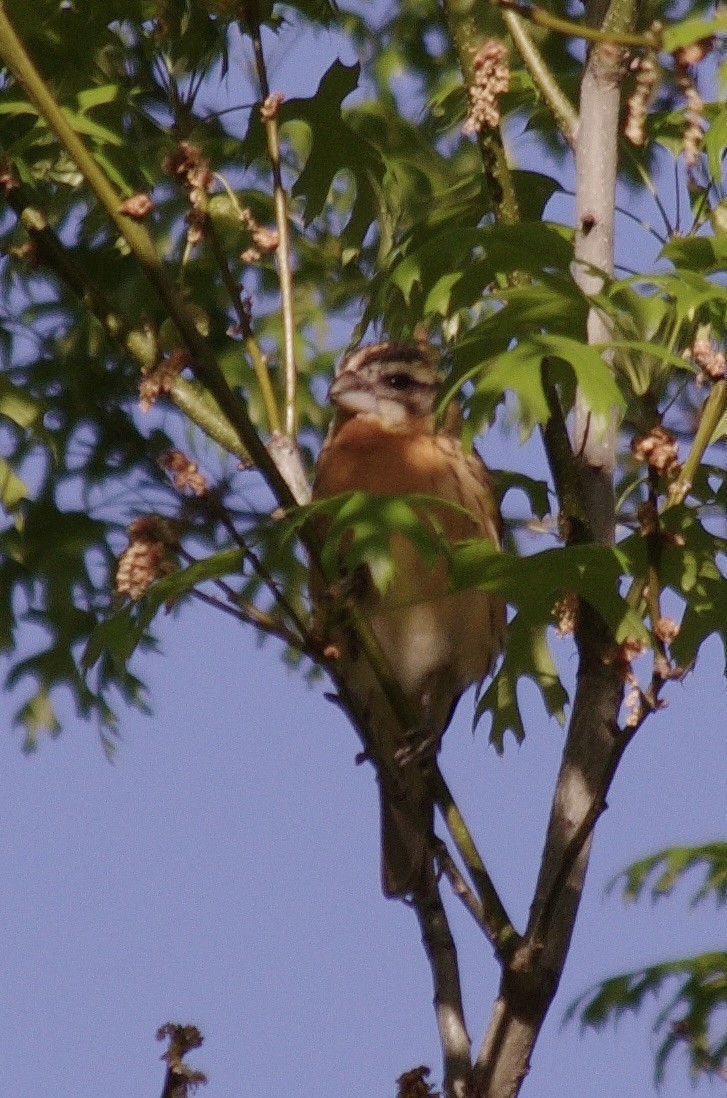 Rose-breasted Grosbeak - ML623306099