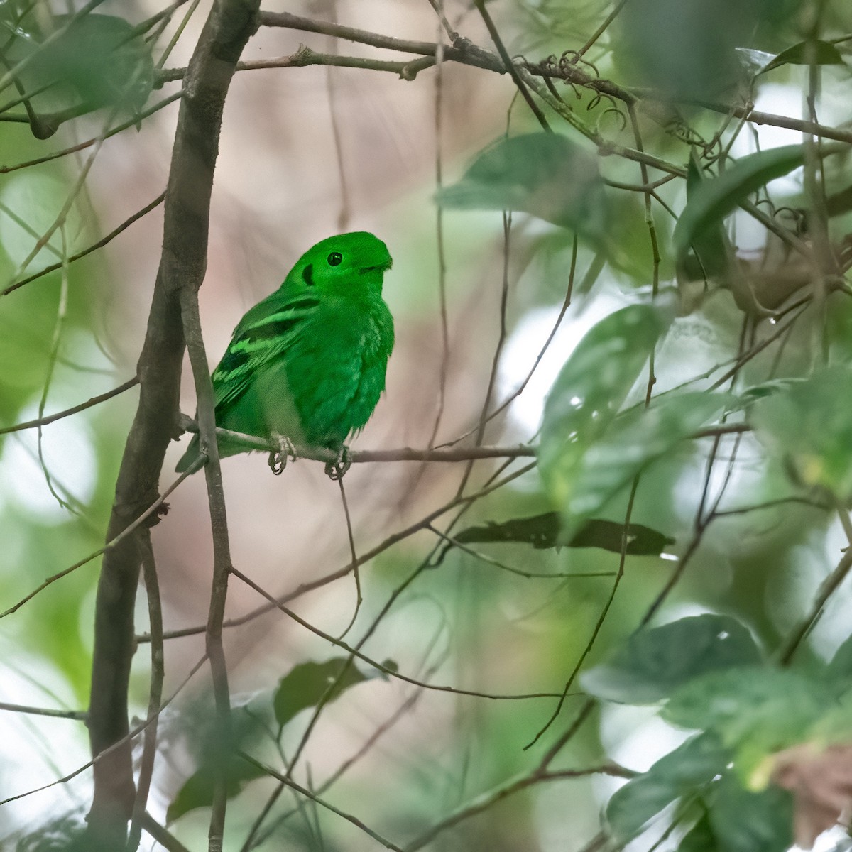 Green Broadbill - ML623306107