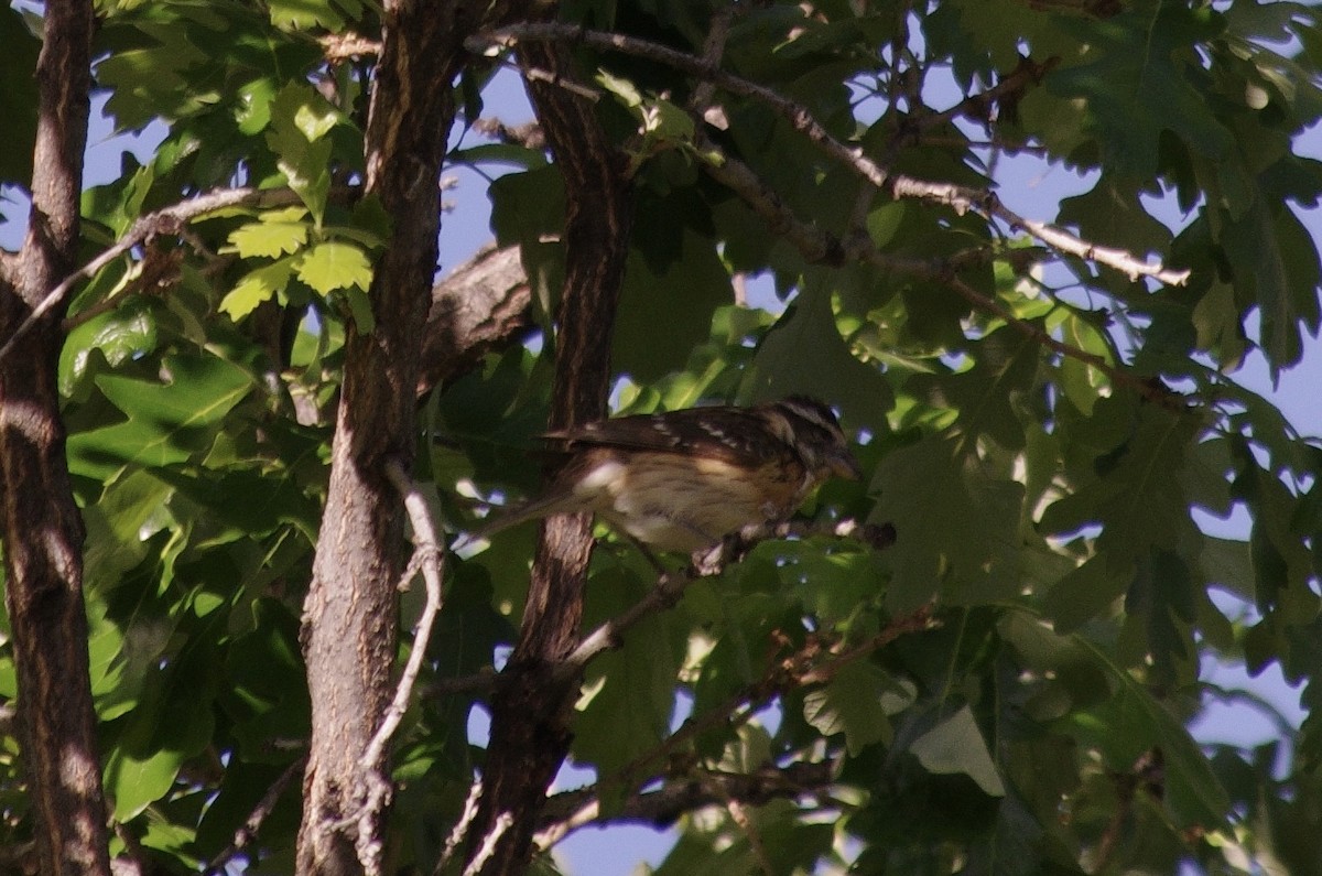 Rose-breasted Grosbeak - ML623306109