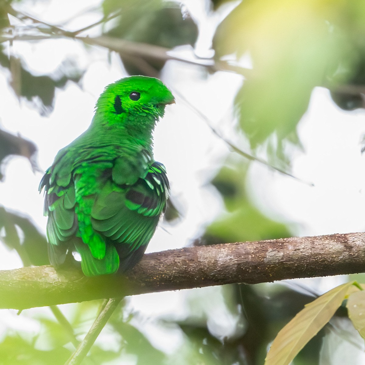 Green Broadbill - Daniel Field