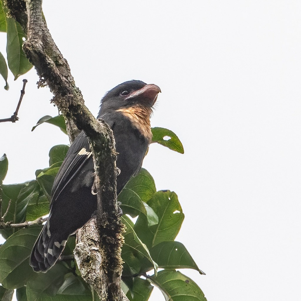 Dusky Broadbill - ML623306117