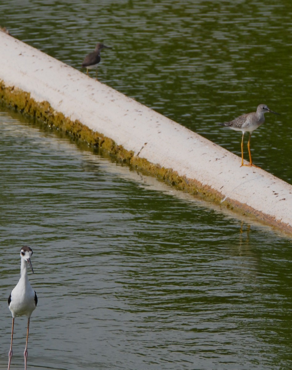 Black-necked Stilt - ML623306119