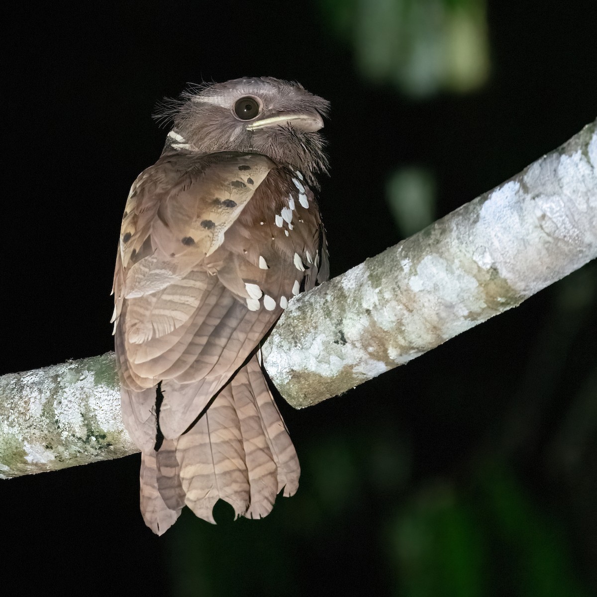 Dulit Frogmouth - ML623306144