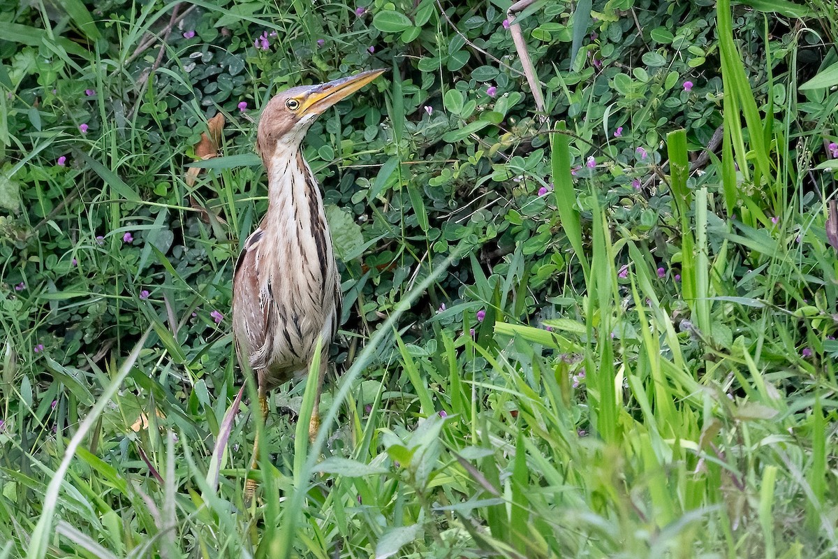 Cinnamon Bittern - ML623306183