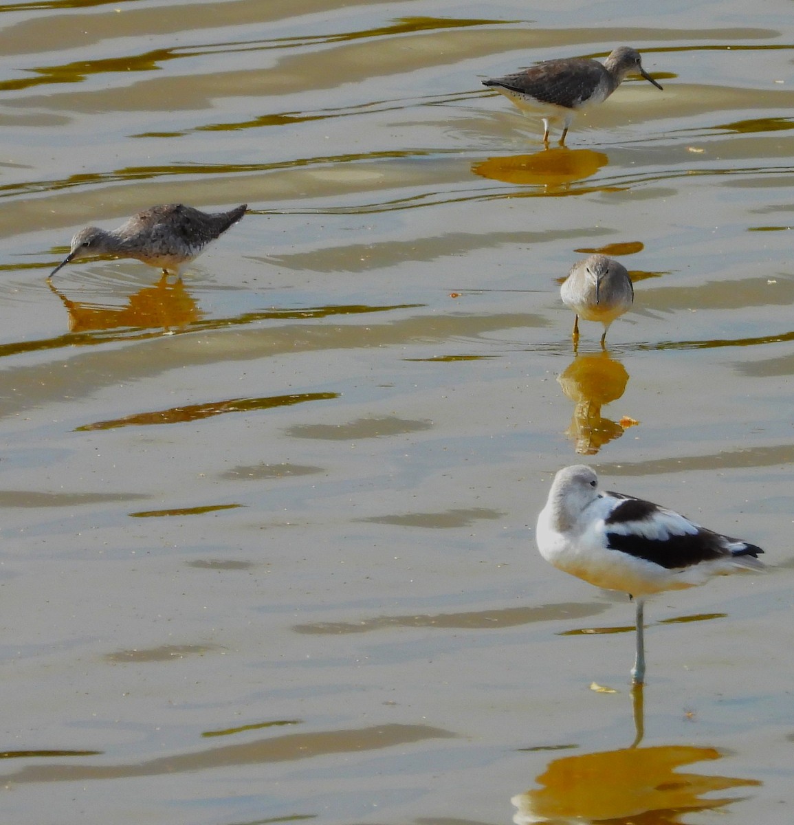 Avoceta Americana - ML623306192