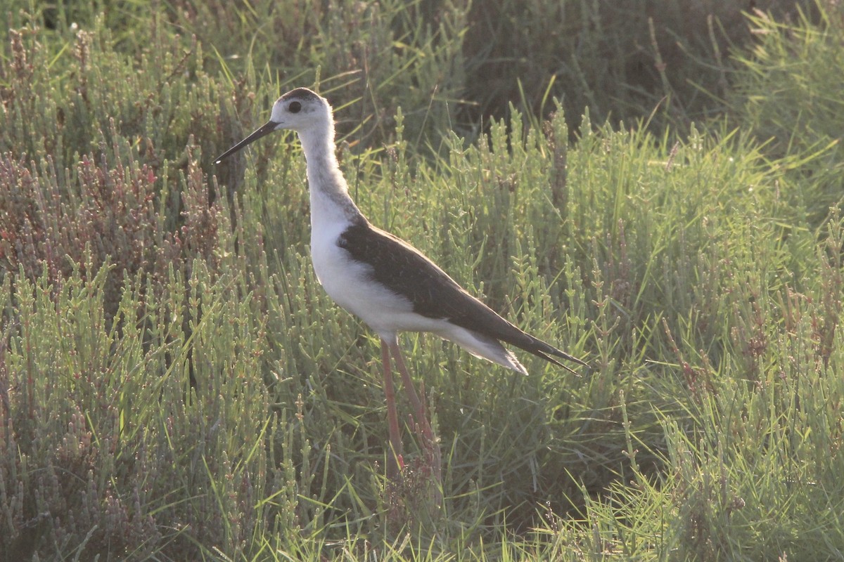 Black-winged Stilt - Quinn Desilets