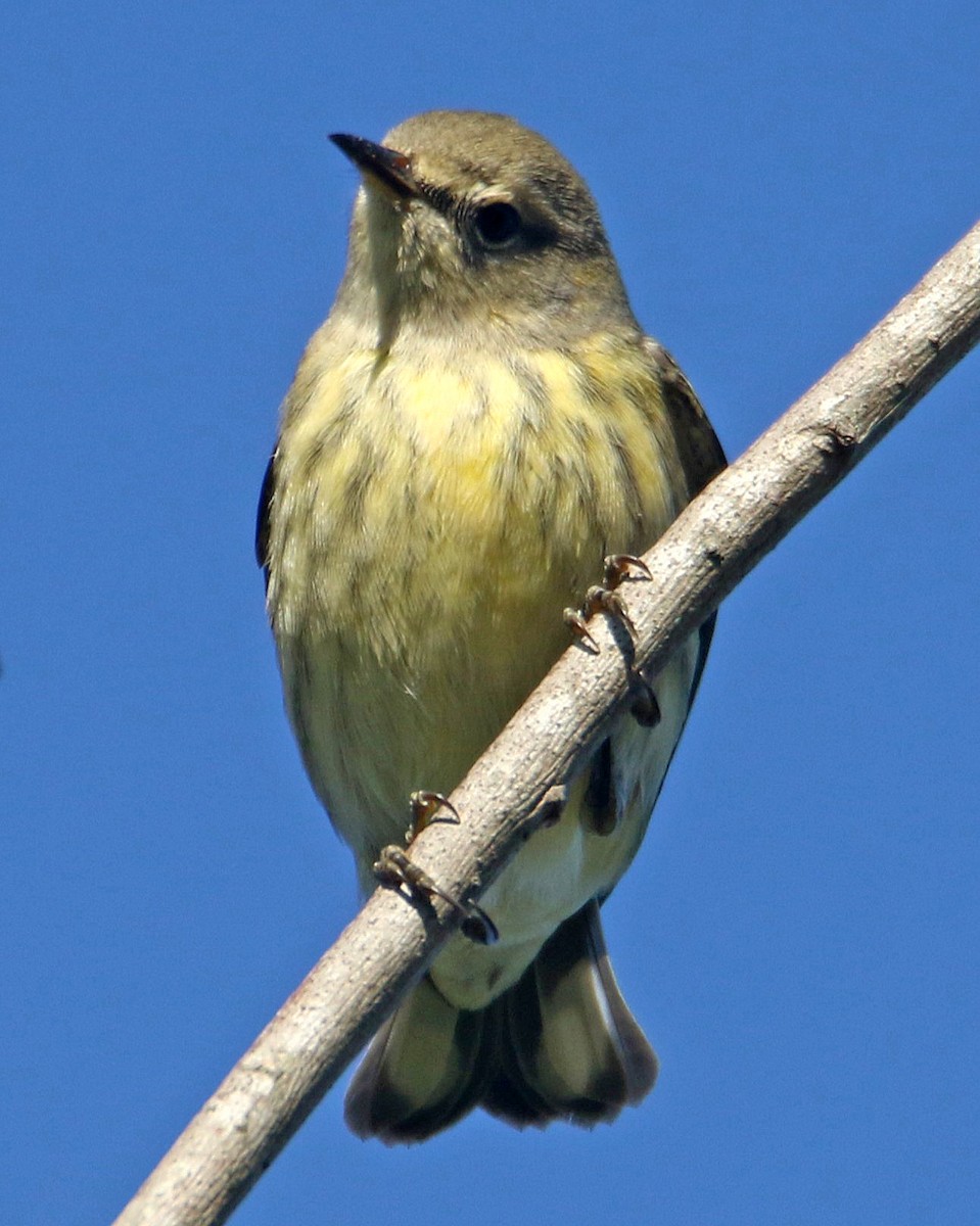 Cape May Warbler - Patrick Carney