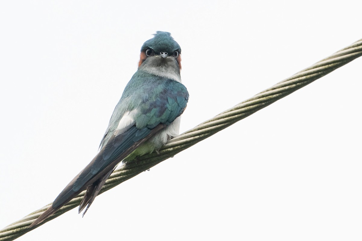 Gray-rumped Treeswift - ML623306230