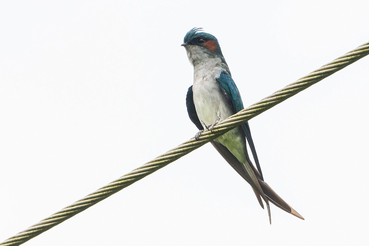 Gray-rumped Treeswift - ML623306231