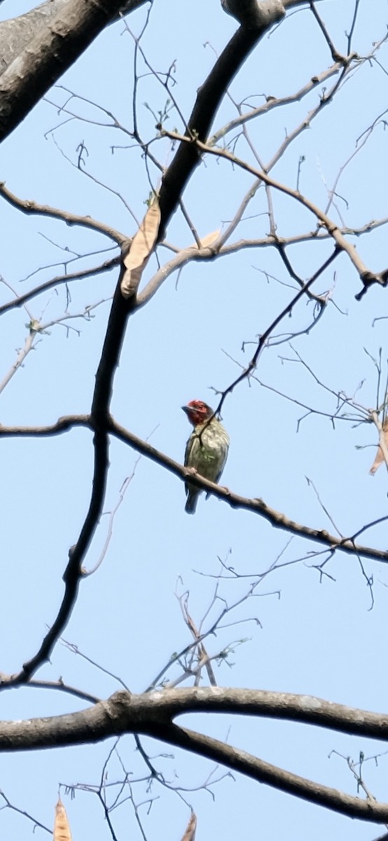 Coppersmith Barbet - ML623306236