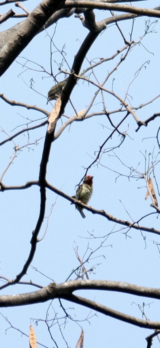 Coppersmith Barbet - ML623306237