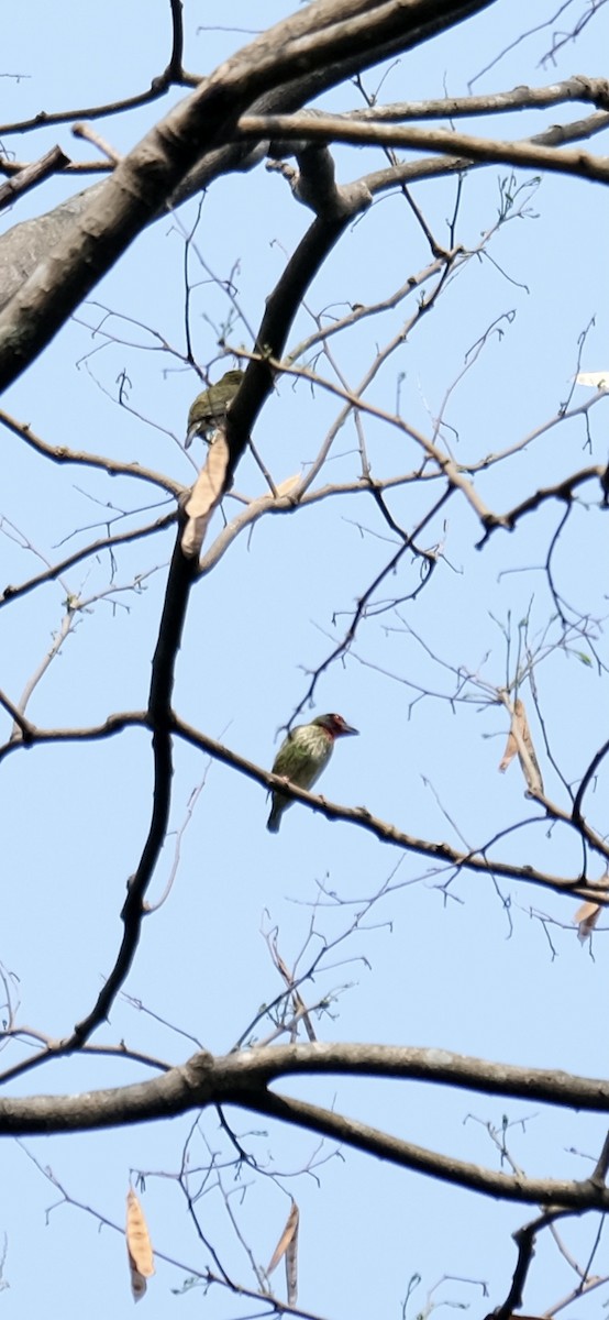 Coppersmith Barbet - ML623306238