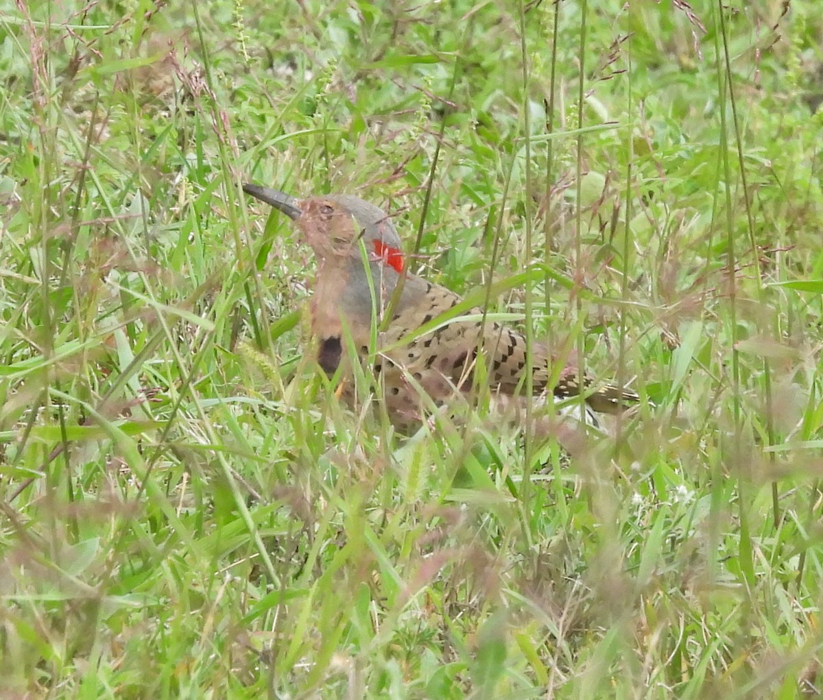 Carpintero Escapulario - ML623306240