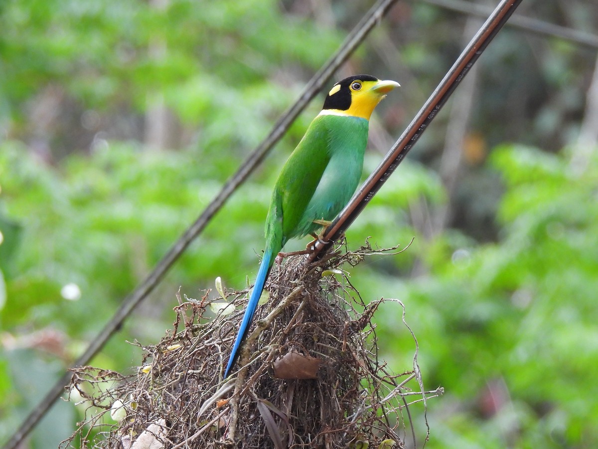 Long-tailed Broadbill - ML623306253