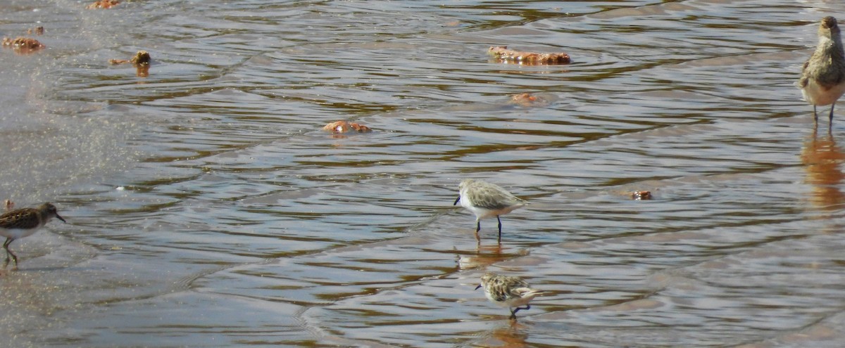 Semipalmated Sandpiper - ML623306256