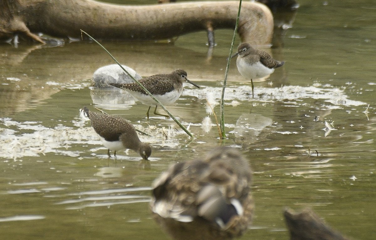 Solitary Sandpiper - ML623306343