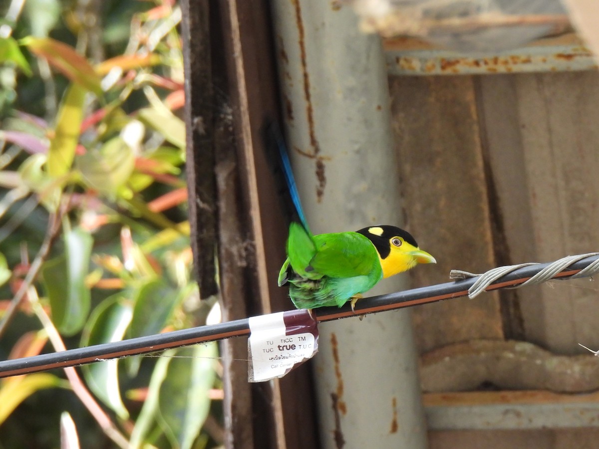 Long-tailed Broadbill - ML623306344