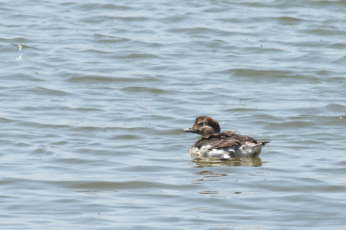 Long-tailed Duck - Matt Sadowski