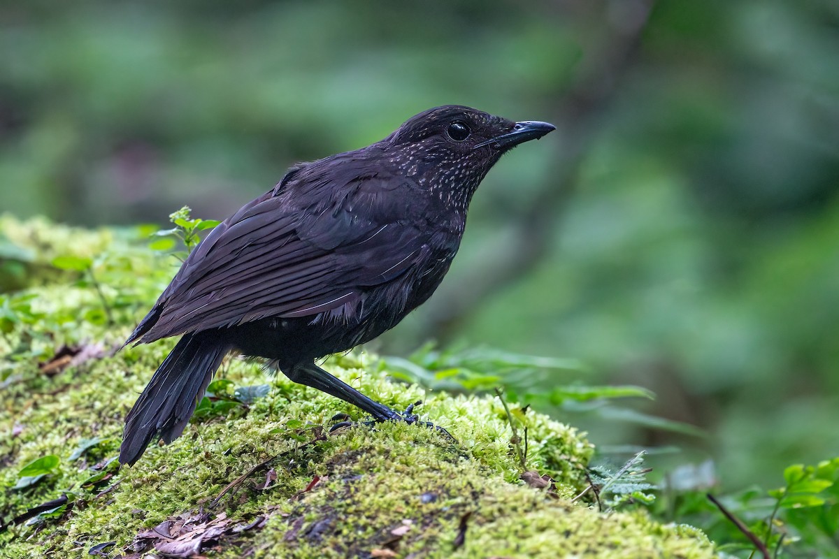 Bornean Whistling-Thrush - ML623306471