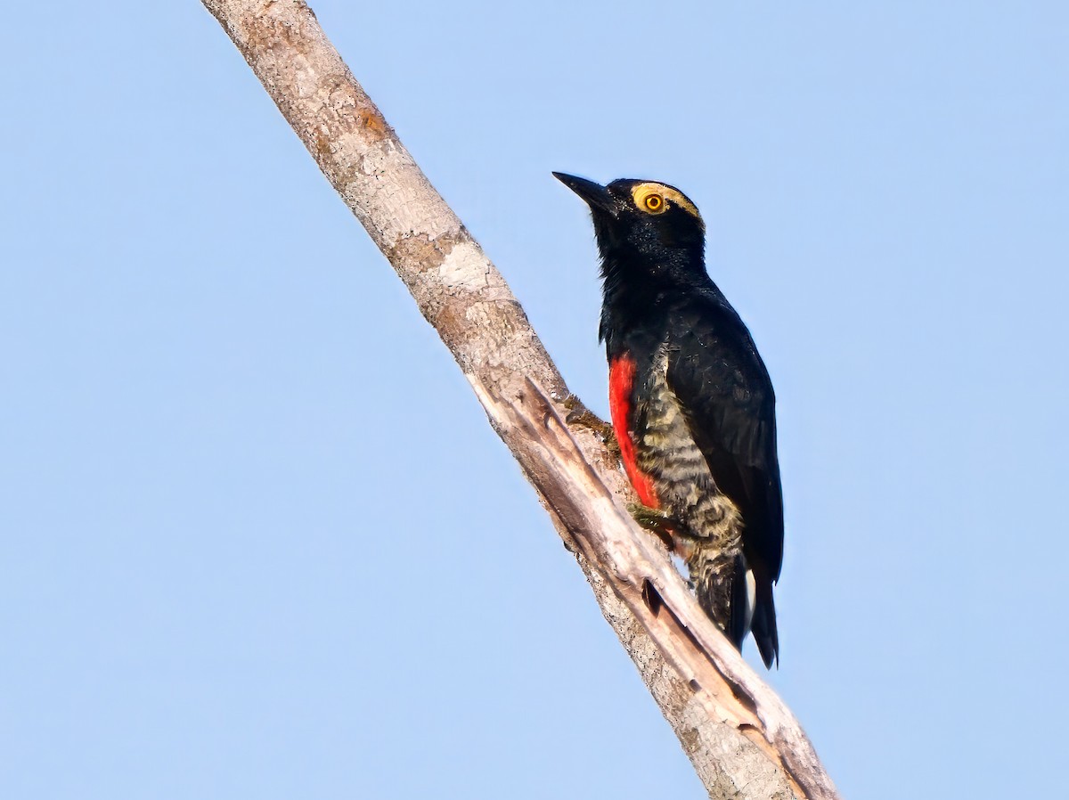 Yellow-tufted Woodpecker - ML623306473