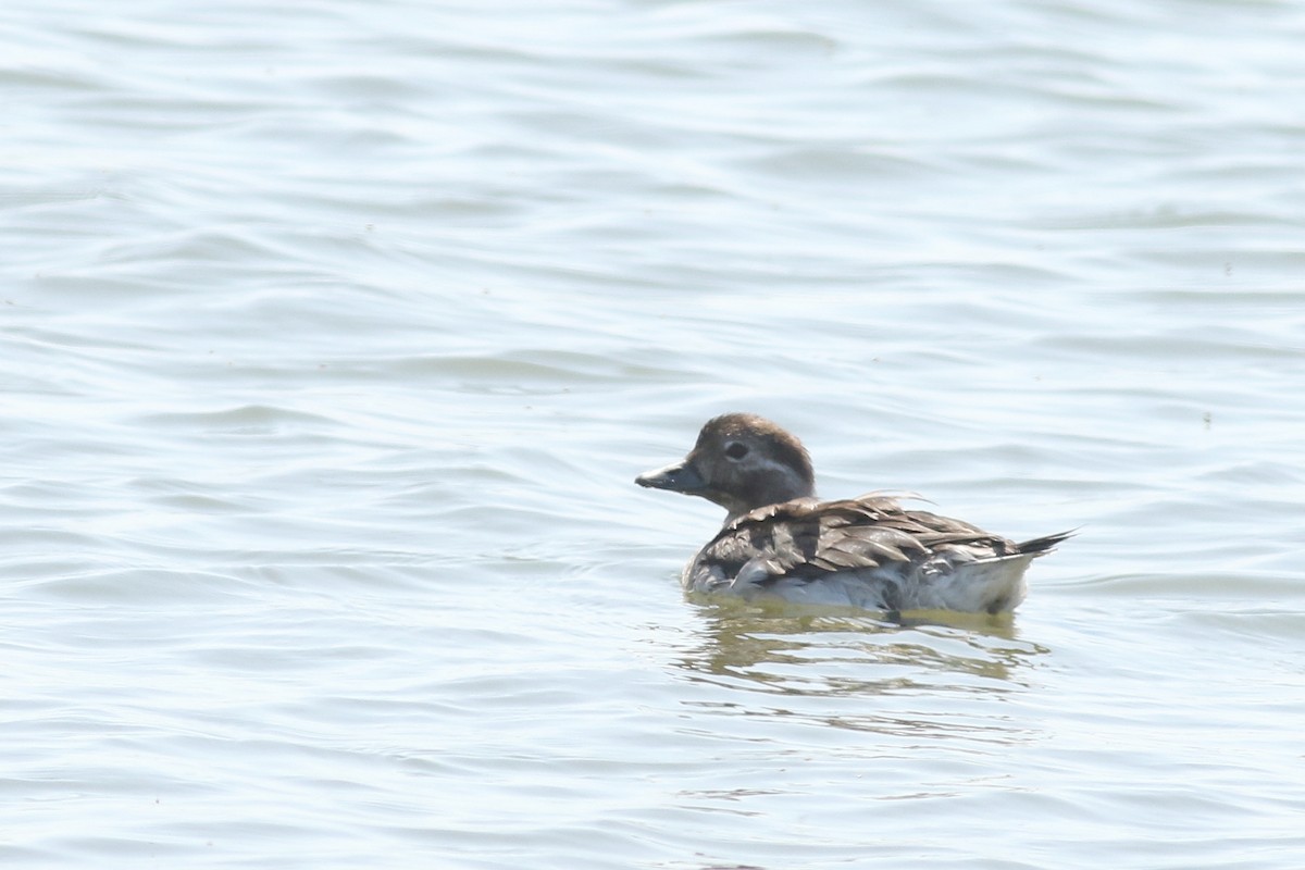 Long-tailed Duck - ML623306474