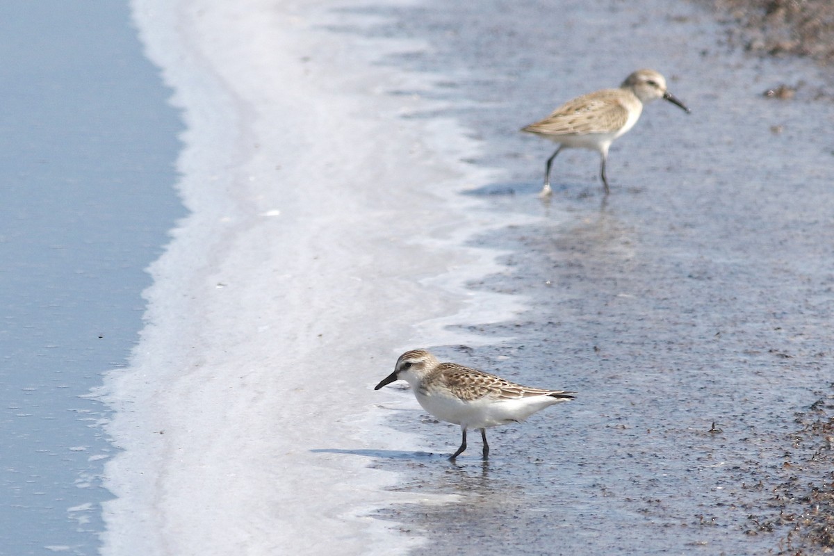 Semipalmated Sandpiper - ML623306489