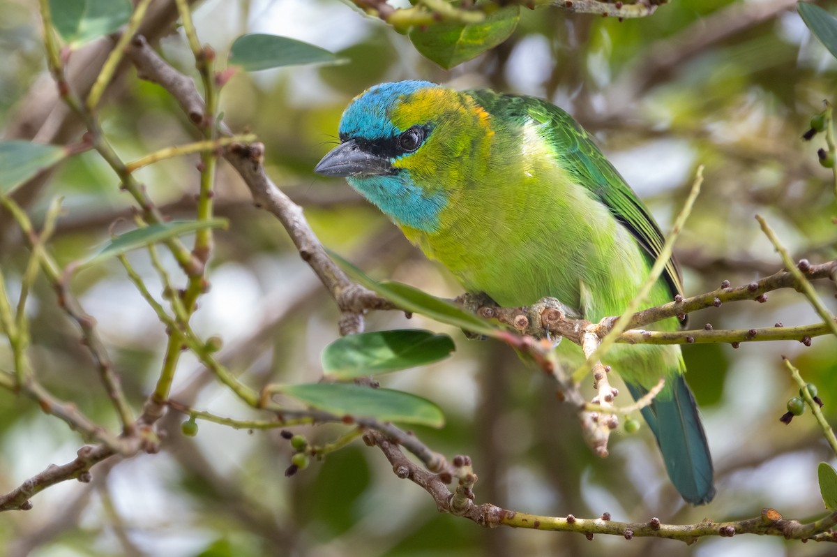 Golden-naped Barbet - ML623306533