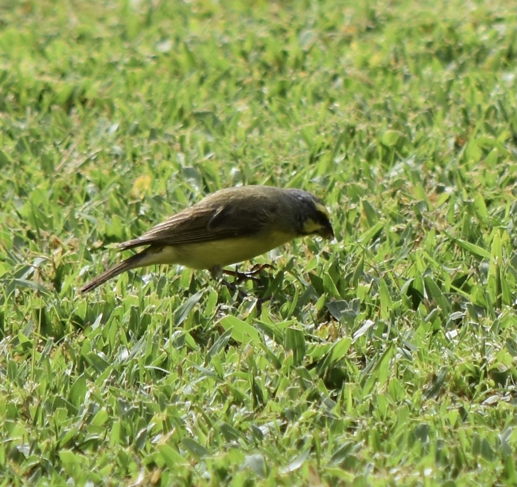 Yellow-fronted Canary - ML623306562