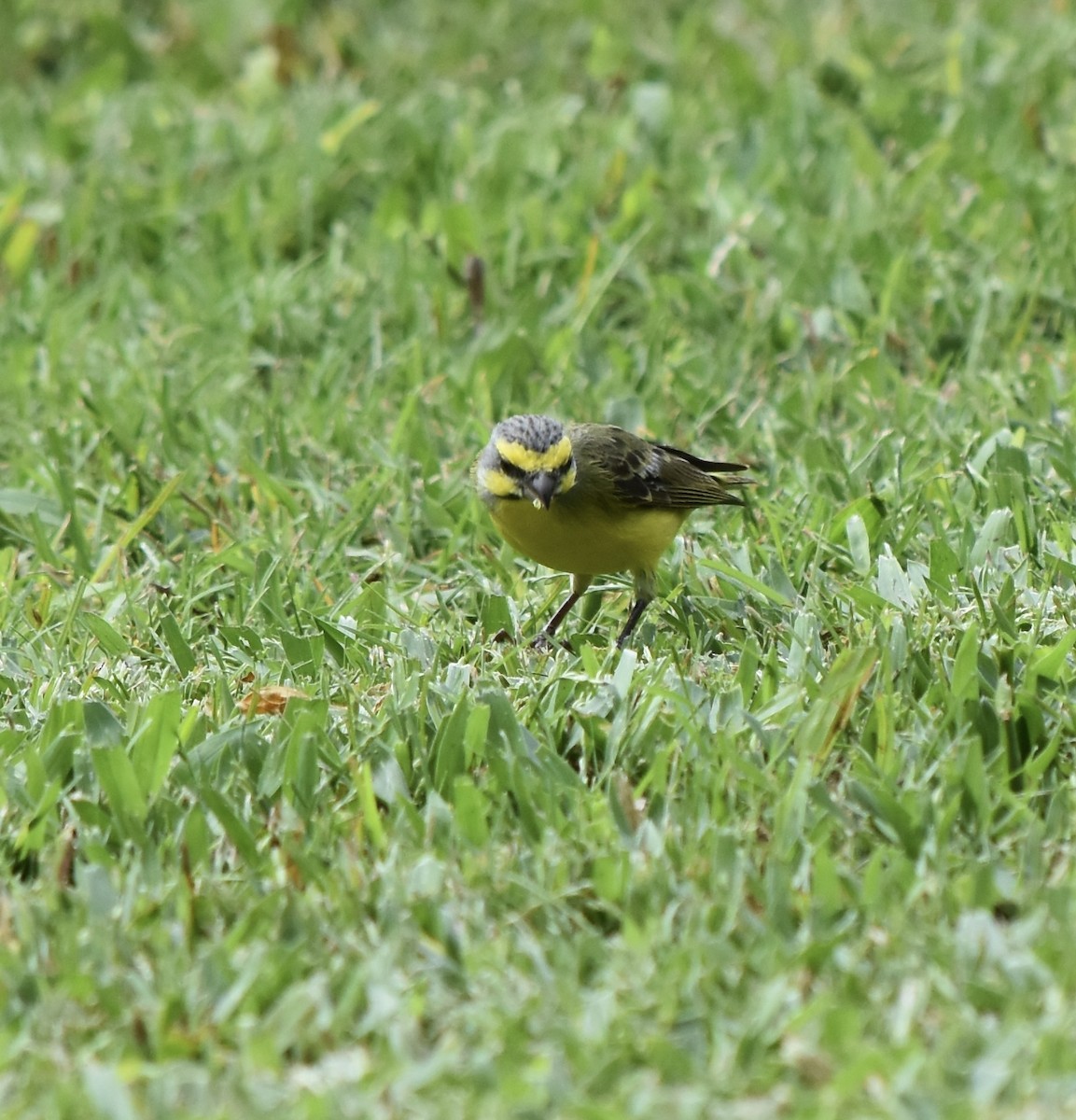 Yellow-fronted Canary - ML623306564