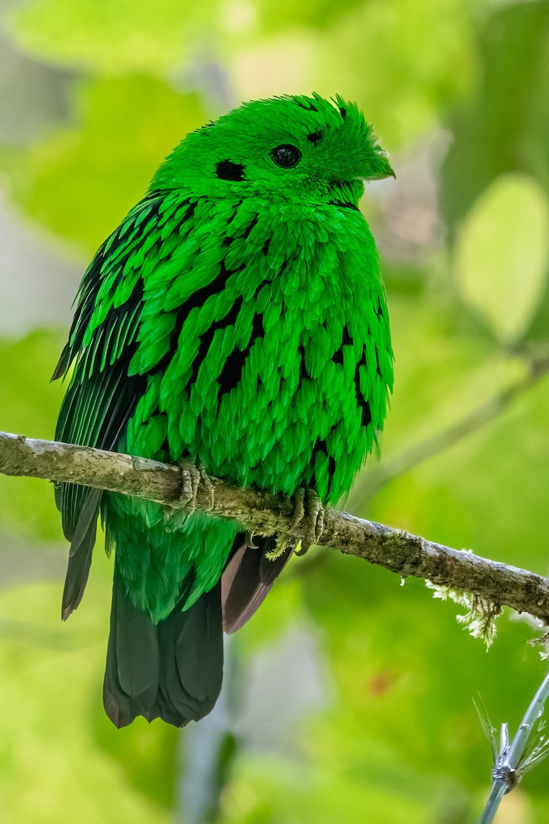 Whitehead's Broadbill - Daniel Field