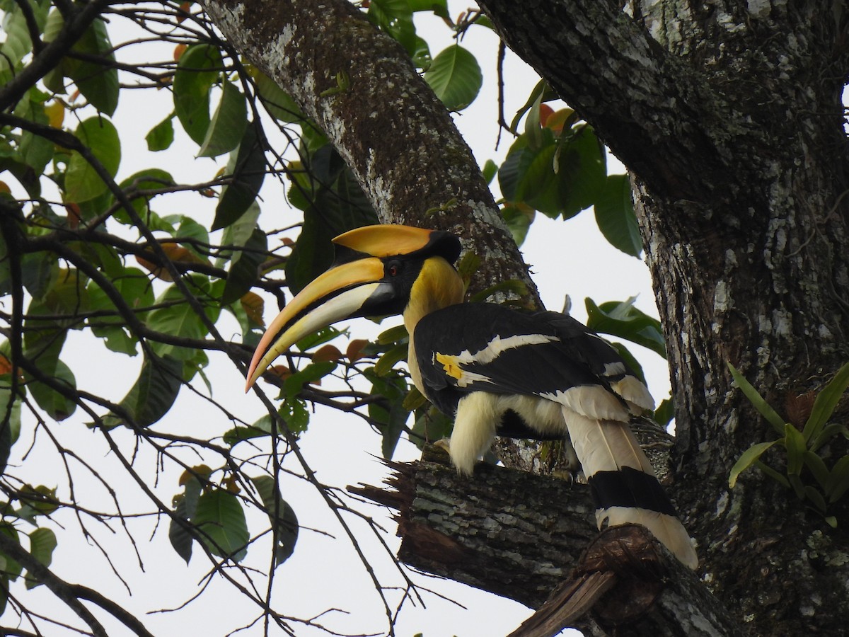 Great Hornbill - ML623306581