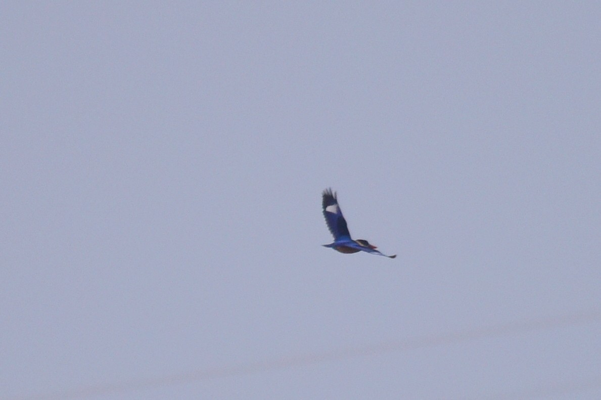 Black-capped Kingfisher - ML623306584