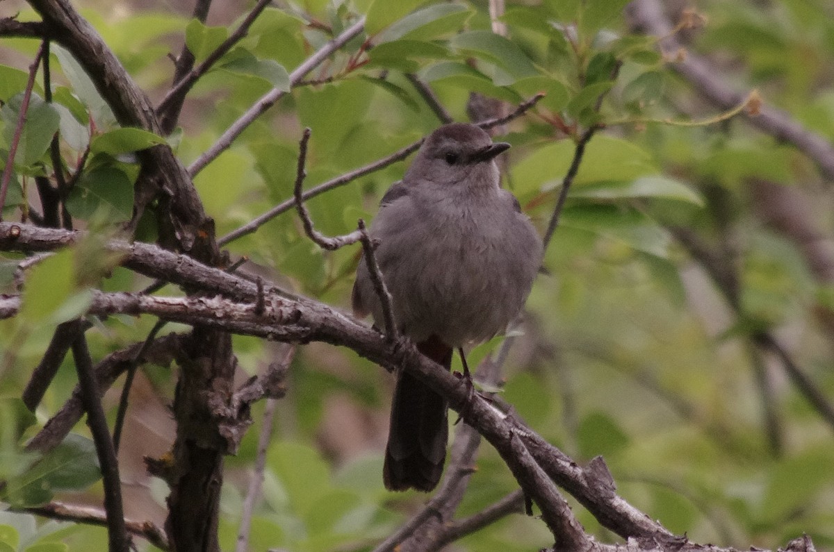 Gray Catbird - ML623306604