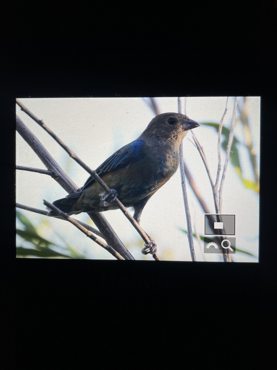 Indigo Bunting - ML623306605