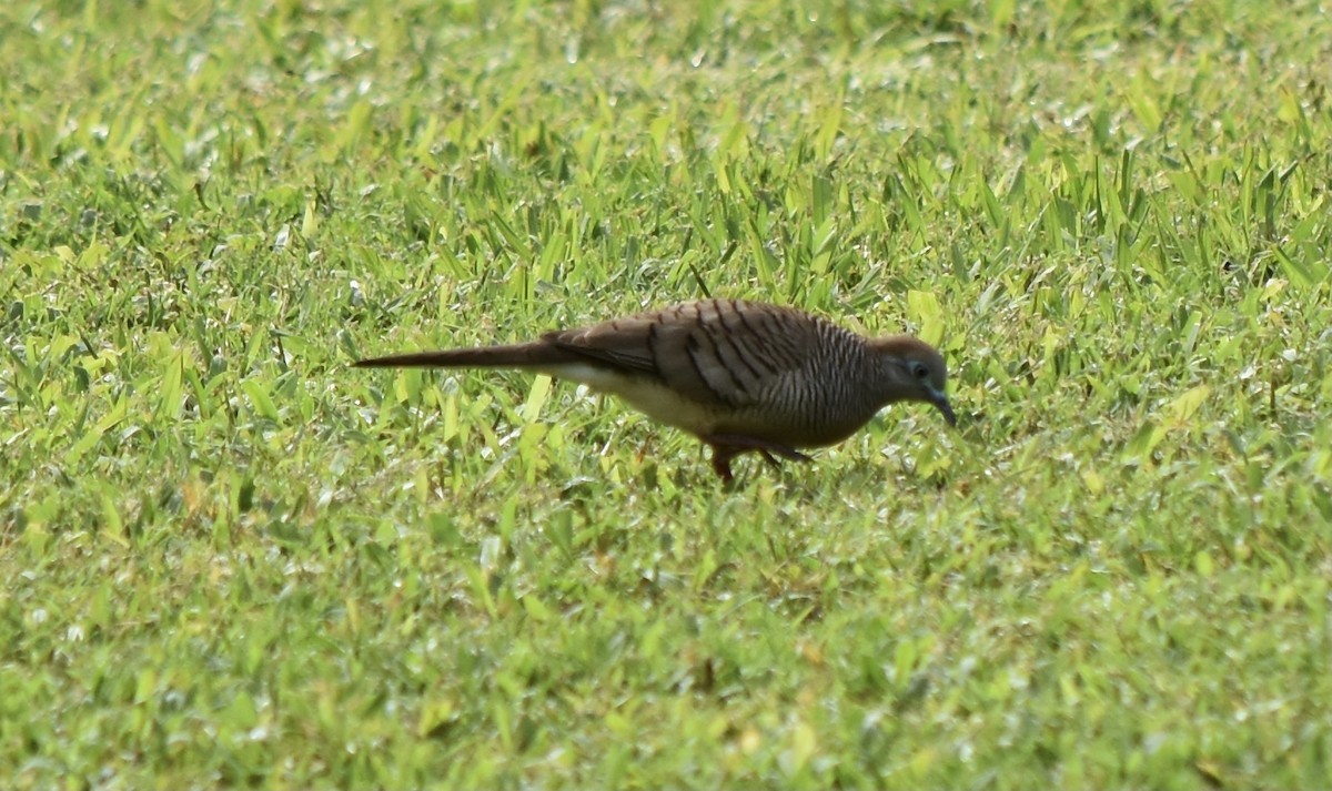 Zebra Dove - ML623306642