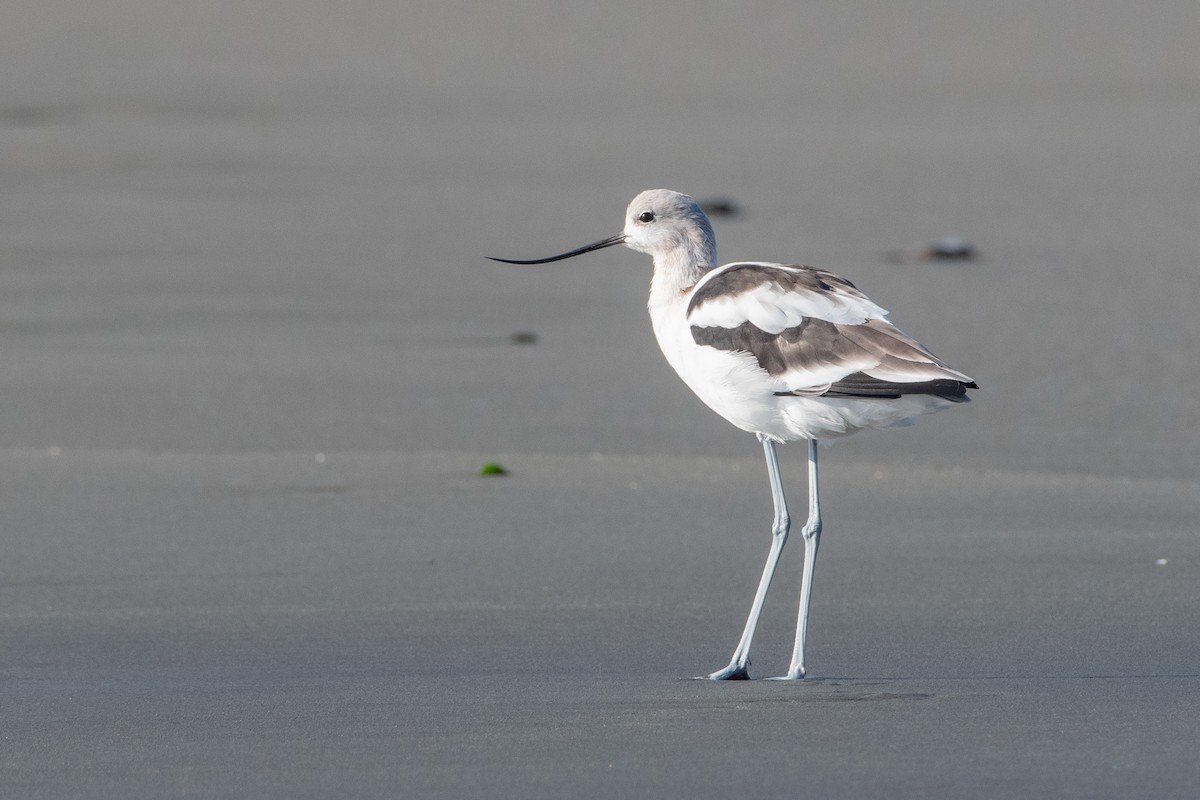 Avoceta Americana - ML623306670